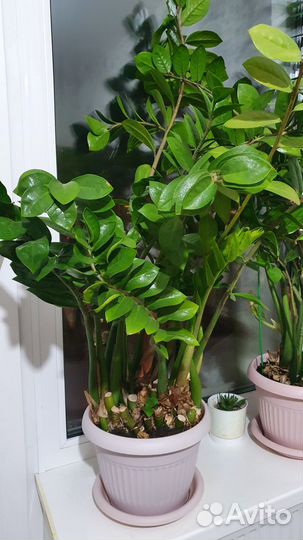 Замиокулькас