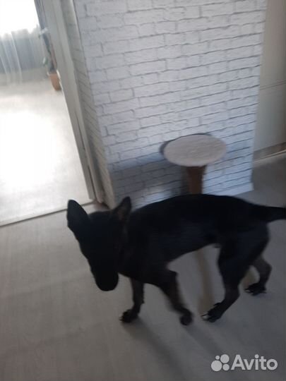 Собака в добрые руки отдам бесплатно