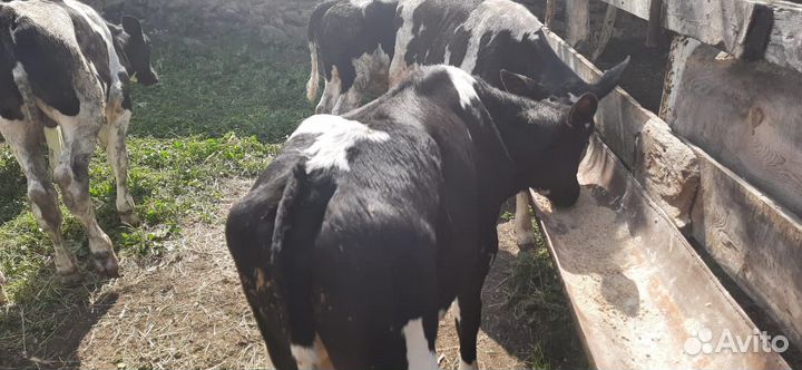 Бычки телята телки
