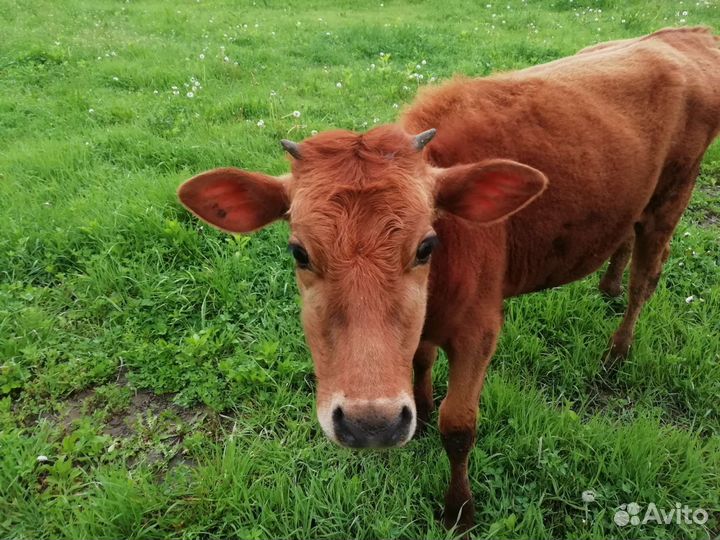 Тёлка Красная степная