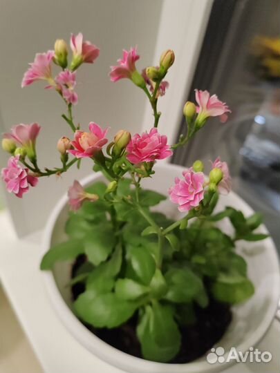 Каланхоэ цветущий