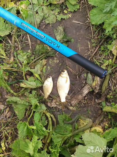 Живец карась в Иваново