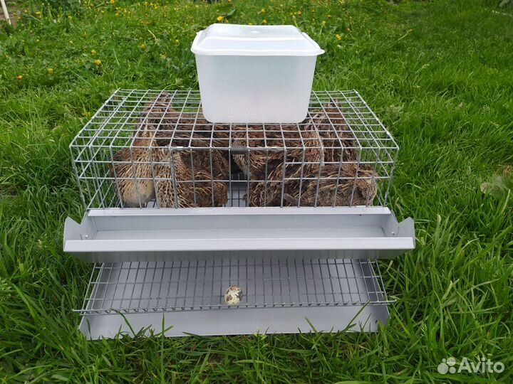 Клетка для перепелов с перепелами