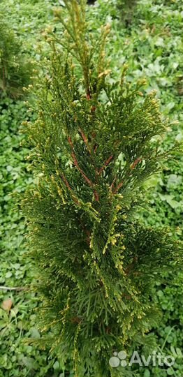 Туя смарагд