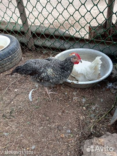 Молодые петухи