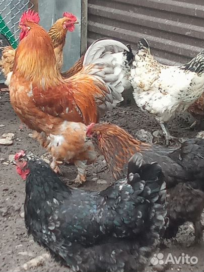 Куры домашние, возраст 1год