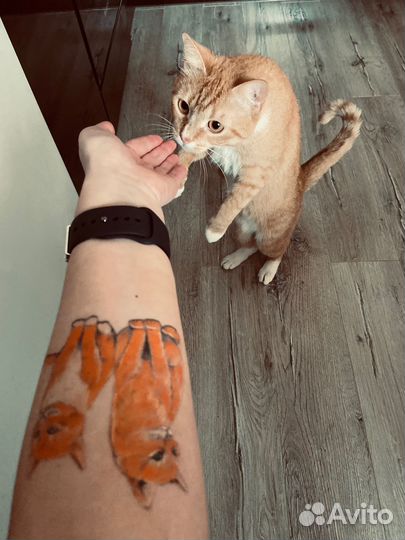 Зооняня, уход за вашим питомцем