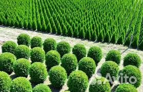 Туя, и все виды растений