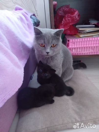 Котенок в добрые руки