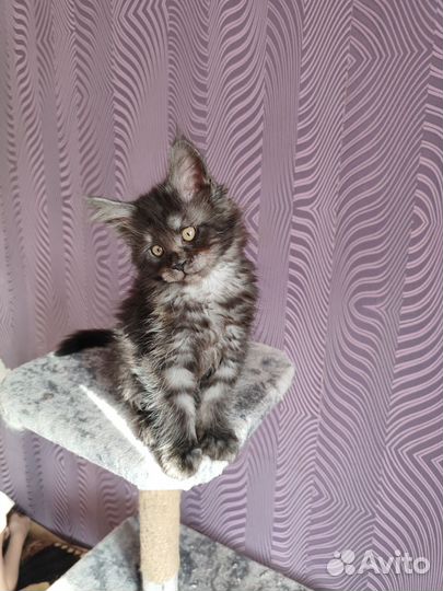 Котята мейн-кун