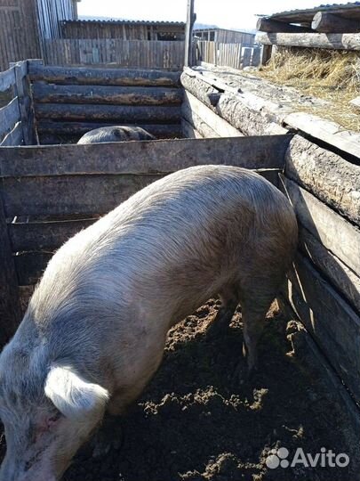 Хряк на племя