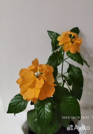 Кроссандра оранжевая(комнатный цветок)