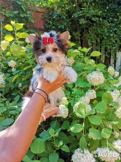 Стандартная девочка бивер РКФ