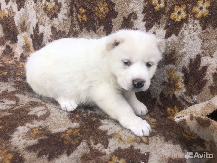 Среднеазиатская овчарка алабай щенки