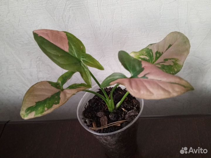 Сингониум неон, Браун,империал вайт