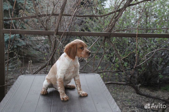 Бретонский эпаньоль щенки