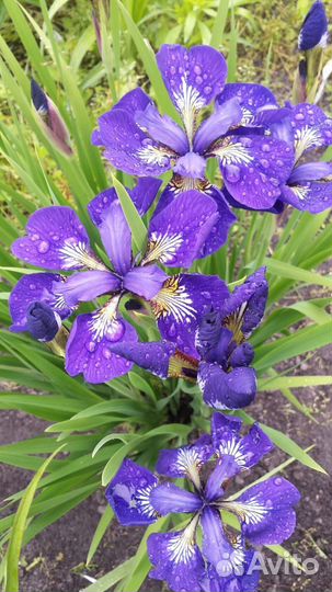 Ирисы сибирские