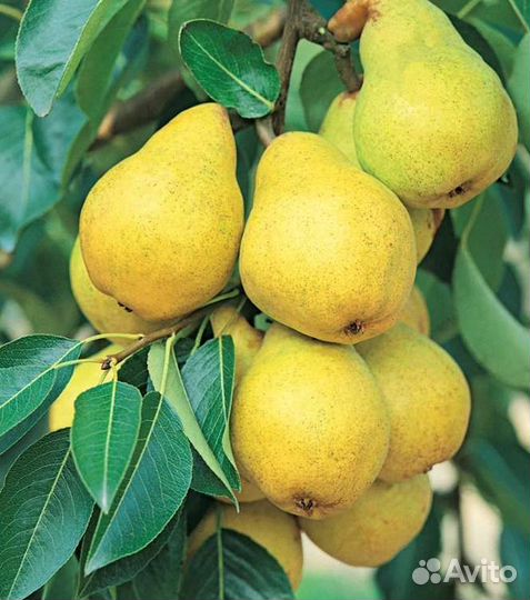 Саженцы яблони, груши, вишни, черешни, черевишни