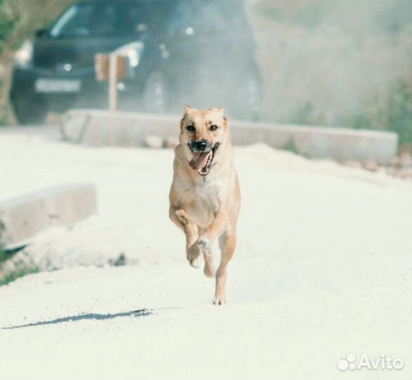 Собака в добрые руки, Щен