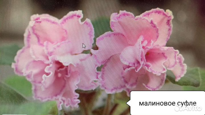 Детки сортовых фиалок