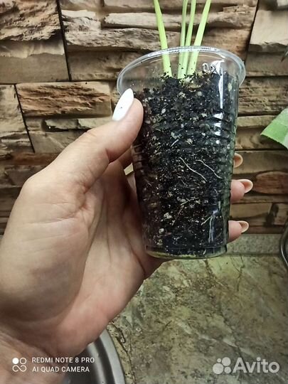 Спатифиллум Дели индонезия