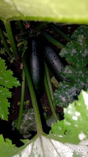 Кабачки домашние с собственного огорода