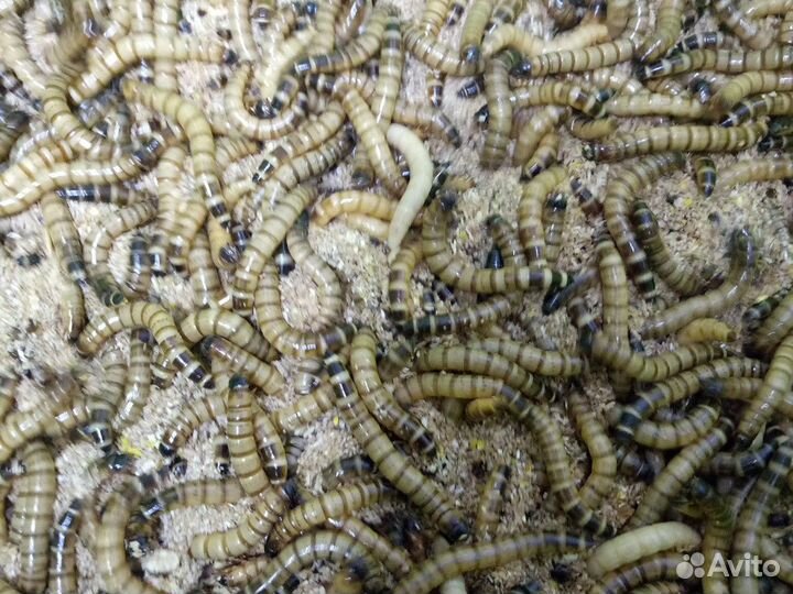 Сверчок домовый,Таракан туркменистанский,зофобас