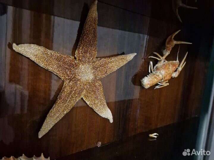 Морские раковины и ракушки, морские звёзды