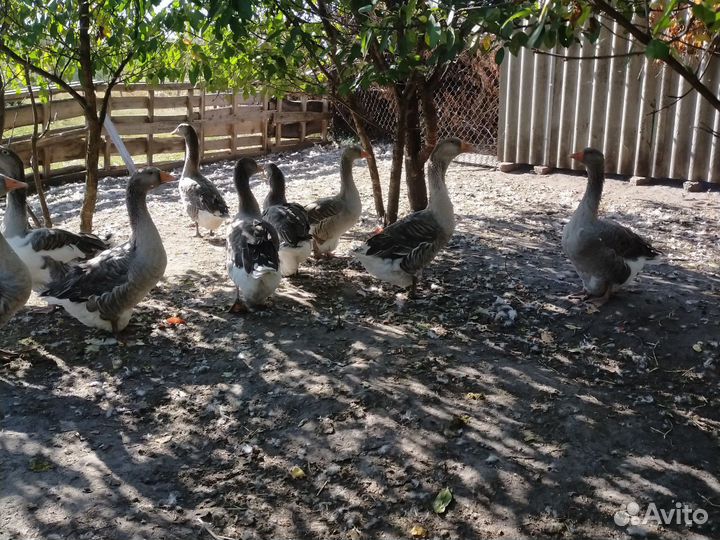 Домашняя птица