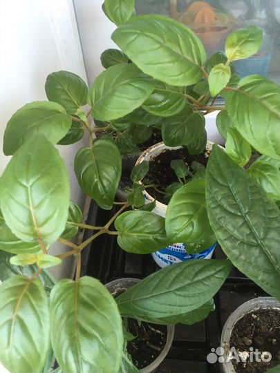 Сортовые фуксии махровые