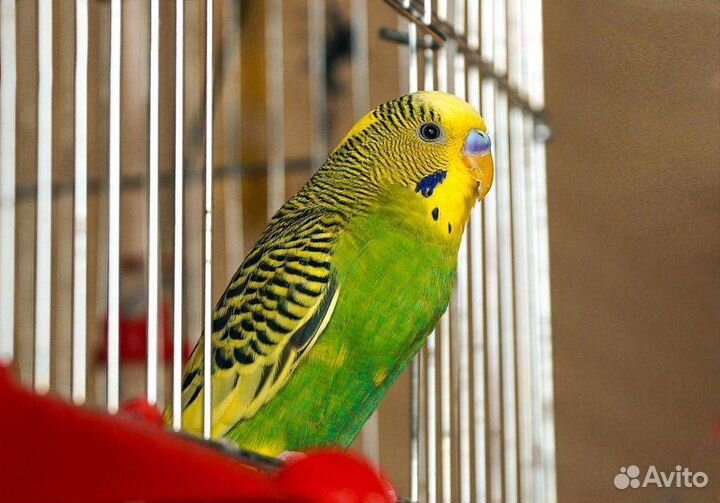 Передержка любых животных