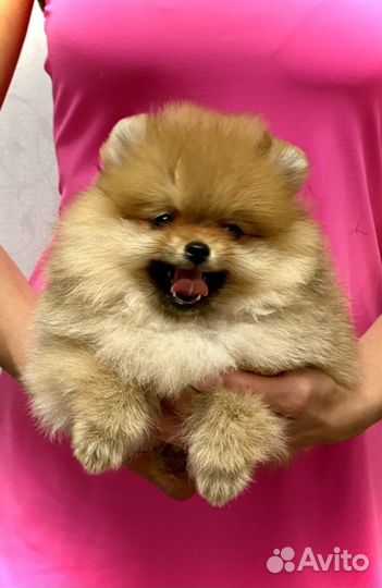 Померанский шпиц,привиты