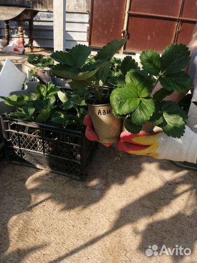 Рассада клубники