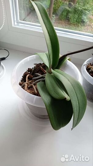 Орхидея Фаленопсис Биг Лип