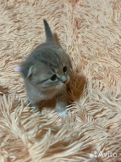 Шотландские котята