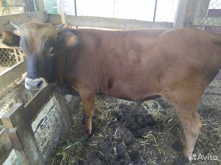Бычки телята коровы