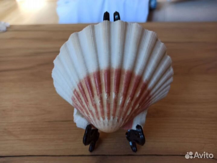 Морская раковина