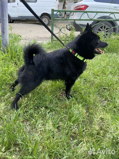 Вязка кобель шипперке (схипперке)