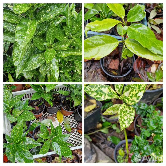 Бересклет,серисса,аукуба,питтоспорум и др вечноз