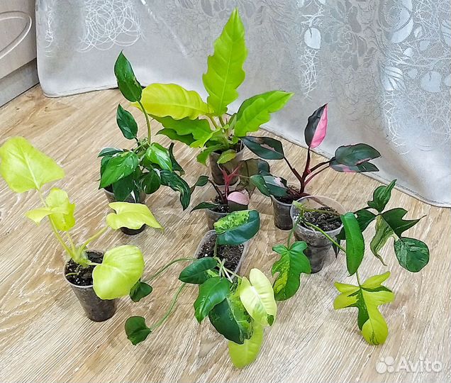 Калатеи, алоказии, филодендроны