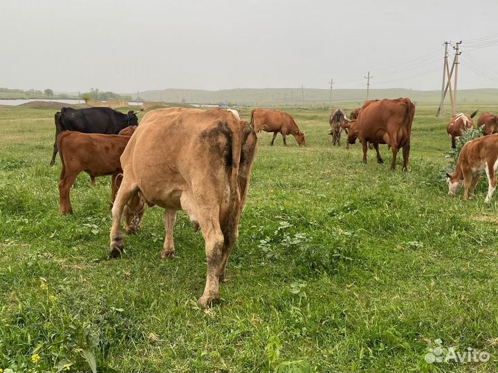 Корова дойная