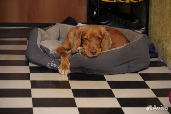 Вязка девочка - английский кокер спаниель