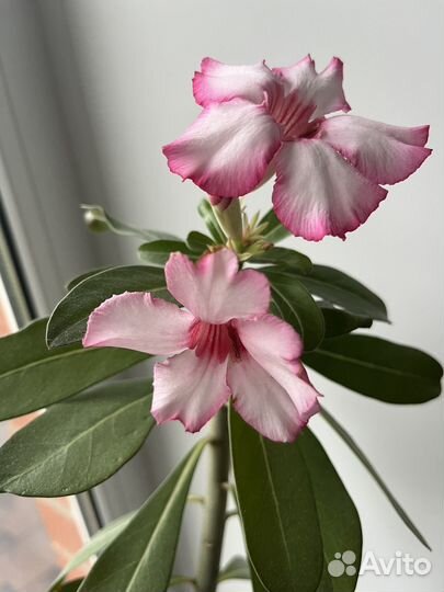 Адениум барашек