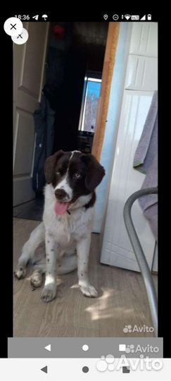 Собака в добрые руки