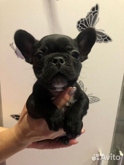 Французский бульдог