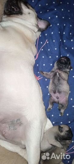 Щенок мопса бронирование