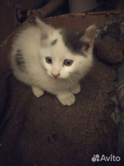 Котята бесплатно