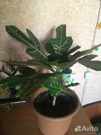 Комнатные цветы