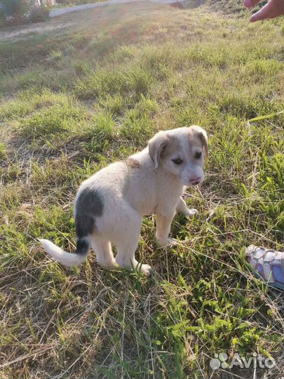 Щенки разные