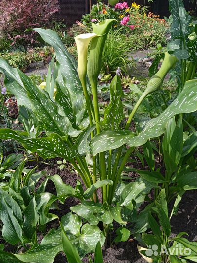 Хризантема мультифлора. Шалфей дубравный